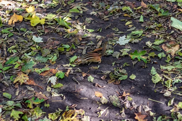 Una ardilla jugando en el suelo del bosque de High Park en una caída da — Foto de Stock