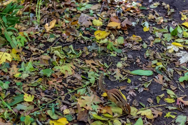 A chipmunk playing on the forest floor of High Park on a fall da — Stock Photo, Image