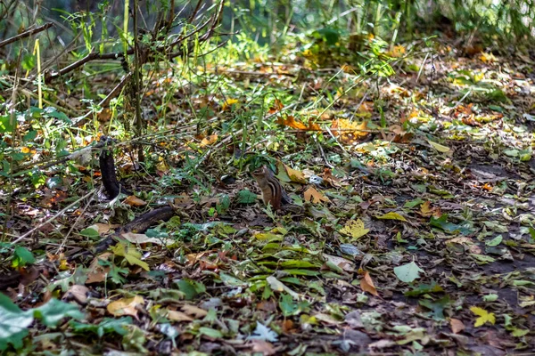 Una ardilla jugando en el suelo del bosque de High Park en una caída da —  Fotos de Stock