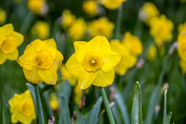 Daffodiles