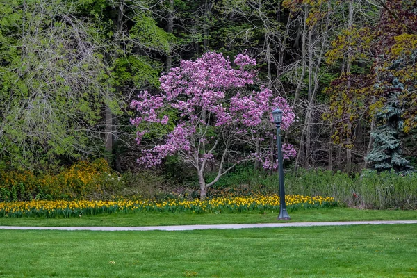 Část Niagara Parkway Niagara Falls Kanada Stromem Pokrytým Zářivými Purpurovými — Stock fotografie