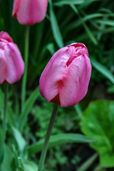 Tulipas de primavera — Fotografia de Stock