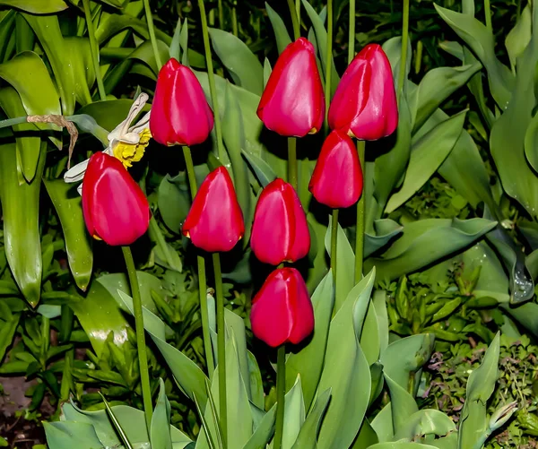 Jarní tulipány — Stock fotografie