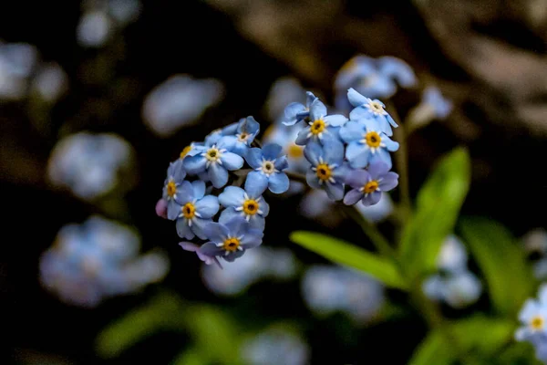 Close up de pequenas flores azuis com centros amarelos — Fotografia de Stock