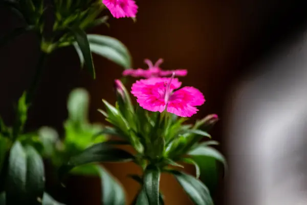 Close up de minúsculas flores rosa e roxo crescendo em um ste verde — Fotografia de Stock