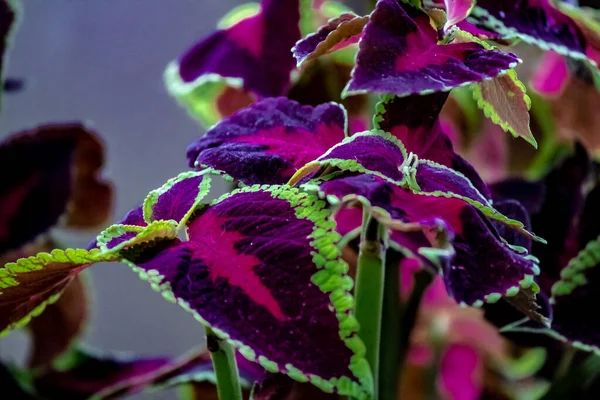 緑色の縁取り紫と赤の葉の熱帯植物. — ストック写真