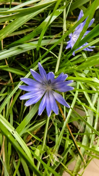 Синя квітка 2 мм з соломою, як тичинка, смугаста в білому кольорі і блакитна — стокове фото