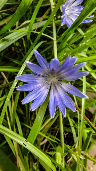 Uma flor azul de 2mm com palha como estame listrado em branco e bl — Fotografia de Stock