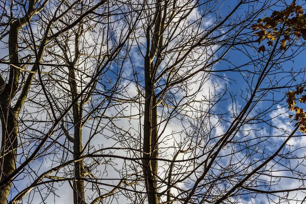 Een boom zonder bladeren, noch uit de dood, noch uit de tijd van het jaar. — Stockfoto