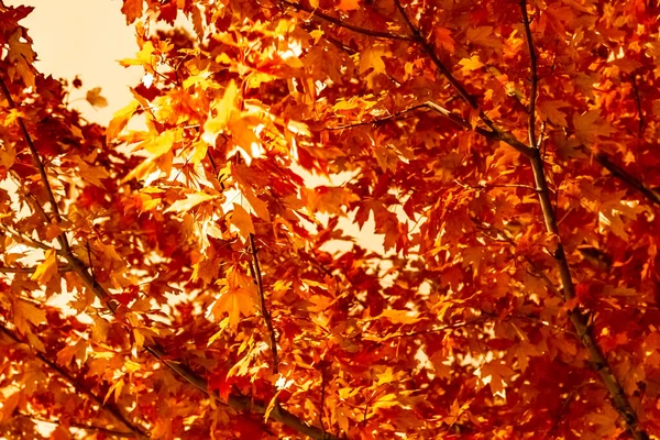Maple bladeren veranderen van kleur in Irish Park, Toronto Ontario, Can — Stockfoto