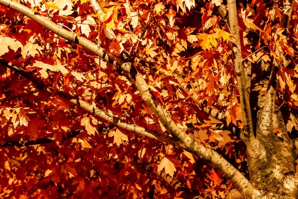 Foglie d'acero che cambiano colore in Irish Park, Toronto Ontario, Can — Foto Stock