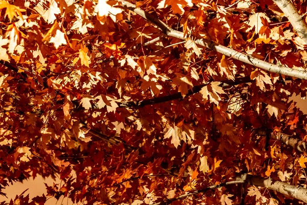 Φύλλα σφενδάμου αλλάζουν χρώμα στο Ιρλανδικό Πάρκο, Τορόντο Οντάριο, κονσέρβα — Φωτογραφία Αρχείου