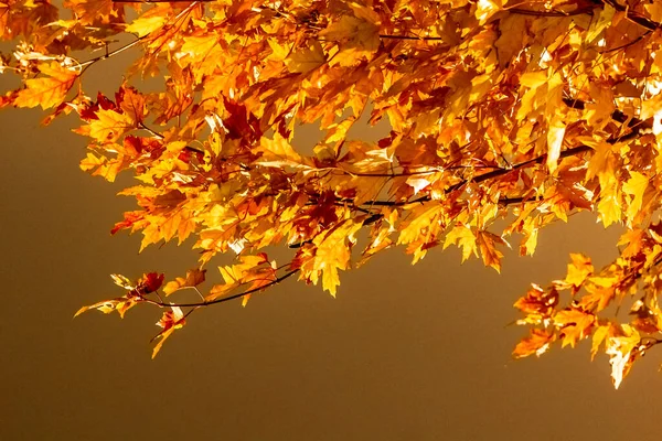 단풍나무 잎의 색깔을 바꾸는 아일랜드 공원, 토론토 온타리오주, 캔 — 스톡 사진