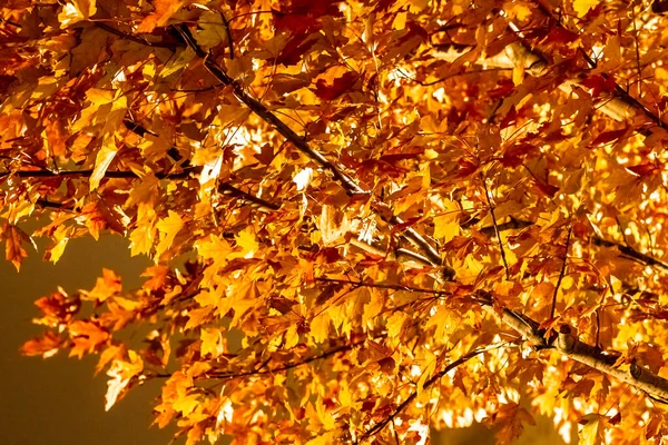 Foglie d'acero che cambiano colore in Irish Park, Toronto Ontario, Can — Foto Stock