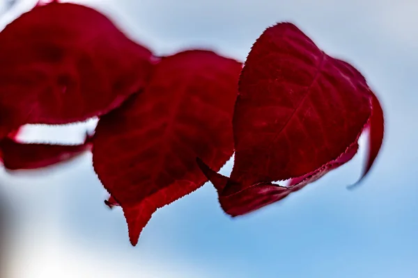 Осінній колір листя в Торонто, Онтаріо, Канада.. — стокове фото