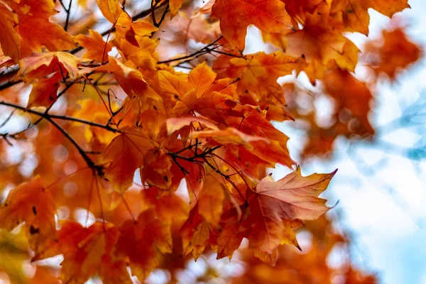 캐나다 온타리오주 토론토에서 가을 잎의 색깔 이변하다. — 스톡 사진