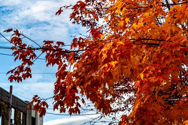 Hojas de otoño cambiando de color en Toronto, Ontario, Canadá . —  Fotos de Stock