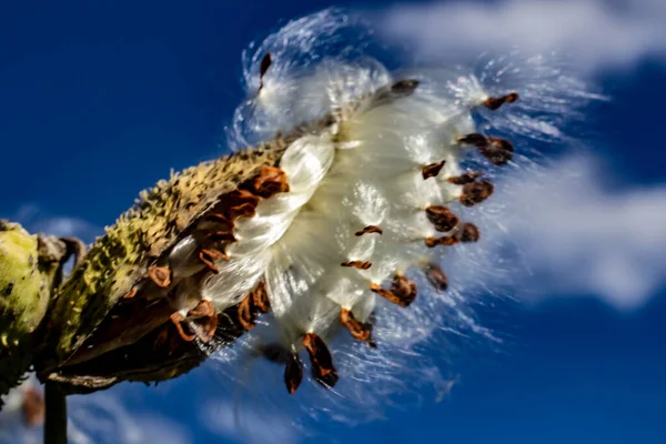 Milkweed liberando sua semente sedosa Pod para o vento — Fotografia de Stock