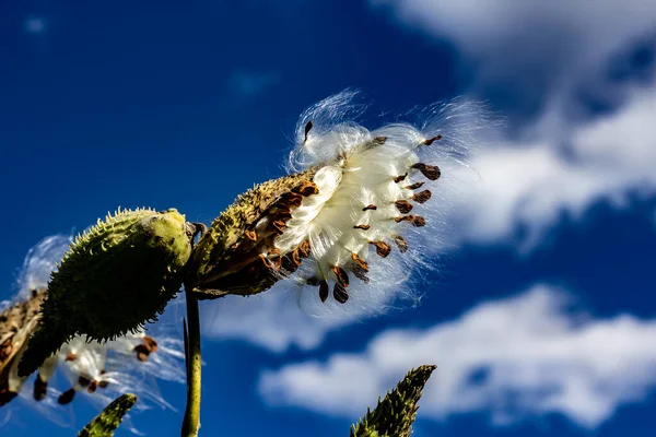 Milkweed lancia il suo baccello di semi di seta nel vento — Foto Stock