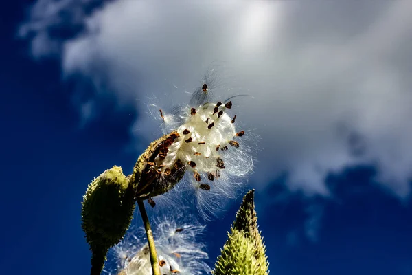 Milkweed lancia il suo baccello di semi di seta nel vento — Foto Stock