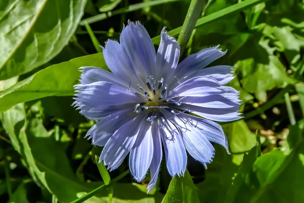 Nagyon közel lövés egy apró halvány kék virág Ontario, Kanada — Stock Fotó