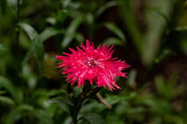 Una flor de color rosa brillante raggy buscando en un día autmn frío en Toront —  Fotos de Stock