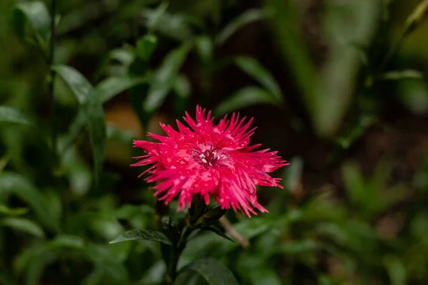 Toront 'ta soğuk bir sonbahar gününde parlak pembe paçavraya benzeyen bir çiçek. — Stok fotoğraf