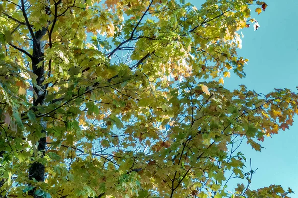Kijkend naar de takken en bladeren als bomen veranderen gewoon beginnen — Stockfoto