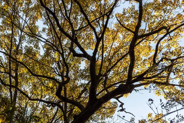 Boom Bladeren Beginnen Van Kleur Veranderen Bomen Het Dichte Bos — Stockfoto