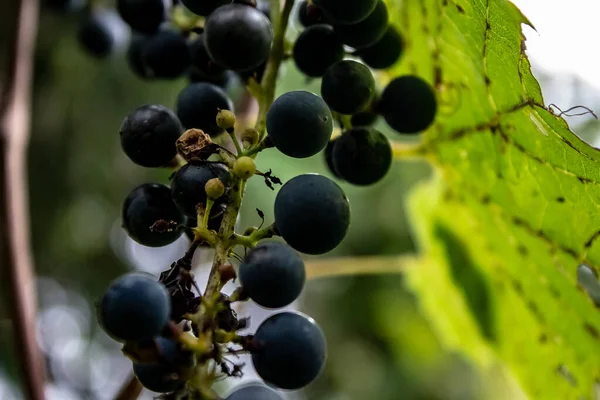 Wild grapes growing on the vine after a nights dew.