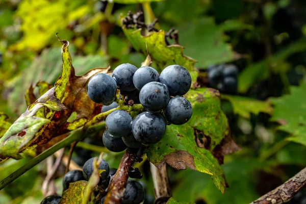 Wild grapes growing on the vine after a nights dew.