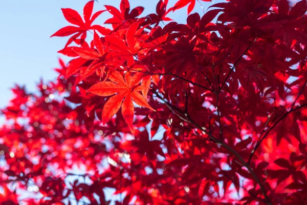 Roter japanischer Ahorn in Nahaufnahme, der das Detail im Blatt zeigt — Stockfoto