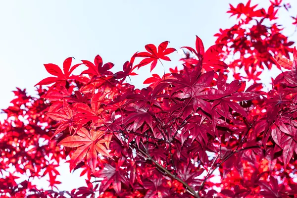 Червонояпонець - кленове дерево, що стоїть близько і показує деталі на листку. — стокове фото