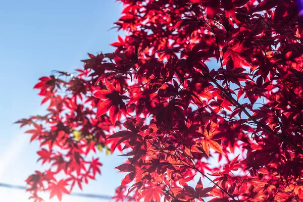 Rode Japanse esdoorn boom close-up toont het detail in de leav — Stockfoto