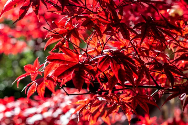 Red Japanese Maple tree close up showing the detail in the leav
