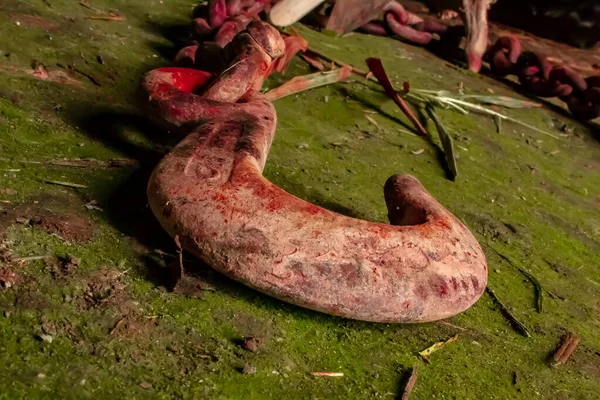 A scary and spooky sight of a rusty machette plunged into the gr — Stock Photo, Image