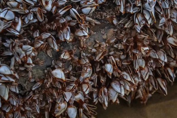 Mejillones de cebra sobre madera a la deriva Imágenes de stock libres de derechos