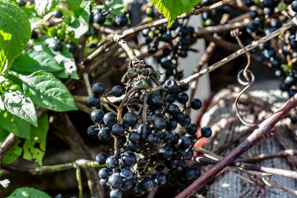 Gran racimo de uvas salvajes púrpuras oscuras redondas que crecen en la vid Imagen de archivo