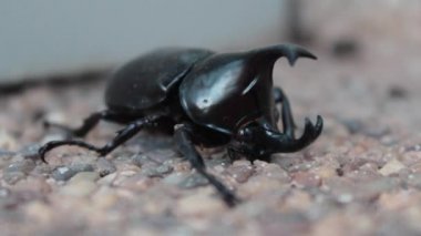 Büyük, 2 boynuzlu Herkül Böceği taş bir verandada. 