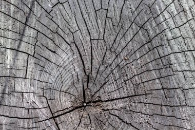 Bir Elektrikli Testere ile Yaşlanan Kütük Kesiğinin Yüzüne Kapat