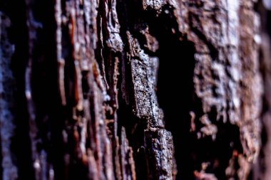 Çürüyen bir ağaç kütüğünün Macro 'su.