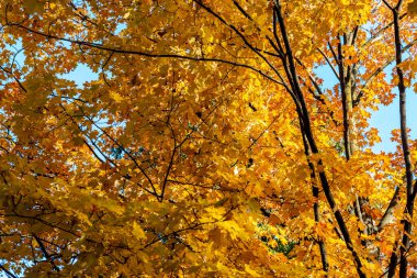 Sonbaharda parlak sarı yapraklarla dolu bir ağaca bakıyorum. 