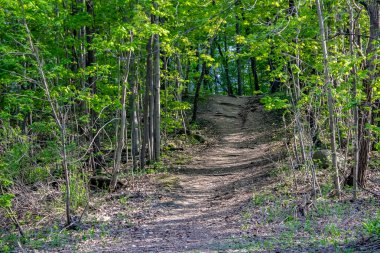 İlkbaharda bir tepenin yukarısındaki ormana giden yola bakıyorum..