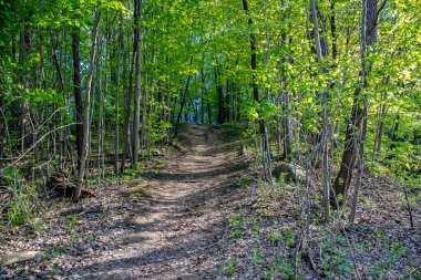 Kuzey York 'taki G Ross Parkı' nda kesilen bir patika.