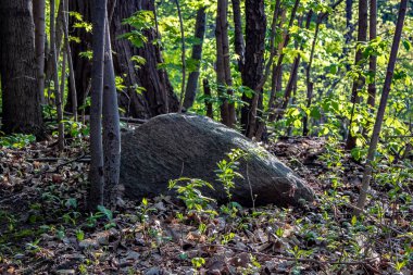 İlkbaharda ormandaki yaprakların arasında büyük bir kaya..