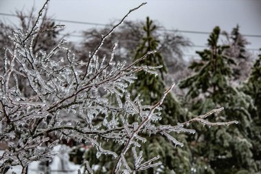 Yapraksız ağaç dalları buzdan bir kaplamayla süslenmiş.