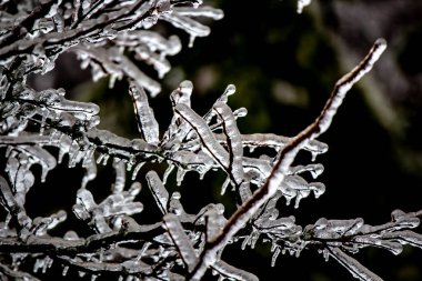 Yapraksız ağaç dalları buzdan bir kaplamayla süslenmiş.