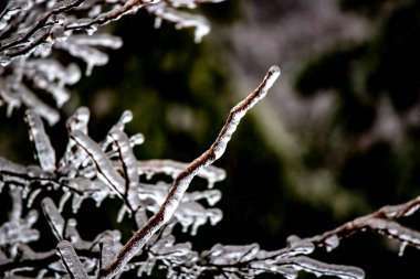 Yapraksız ağaç dalları buzdan bir kaplamayla süslenmiş.