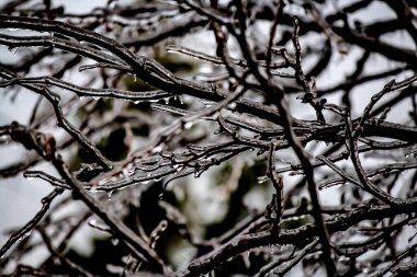 Yapraksız ağaç dalları buzdan bir kaplamayla süslenmiş.
