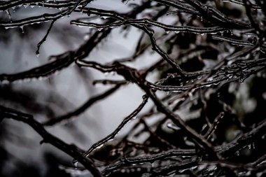 Yapraksız ağaç dalları buzdan bir kaplamayla süslenmiş.